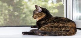 Kedi Sinekliği (Pet Screen) Çeşitleri